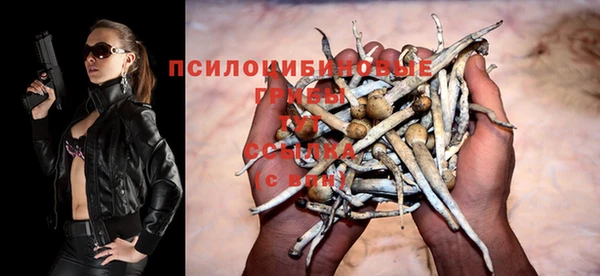 стаф Аркадак